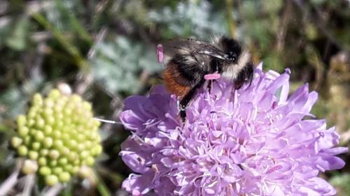 Bombus sp.